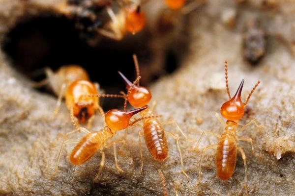蚂蚁是害虫吗 蚂蚁喜欢什么样的环境
