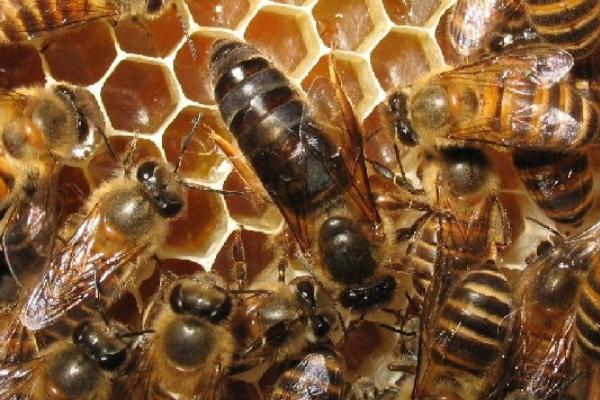 怎样从蜂团中找到蜂王 蜂王藏在蜂群什么位置