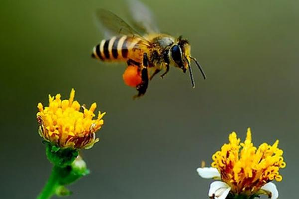 中蜂人工分蜂方法技巧 中蜂为什么产大量雄蜂