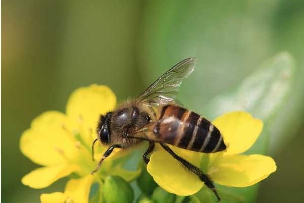 中蜂人工分蜂方法技巧 中蜂为什么产大量雄蜂