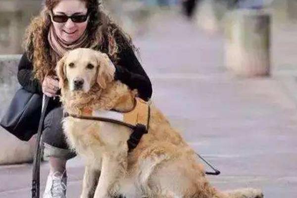 导盲犬怎么训练出来的 导盲犬为什么不能生育