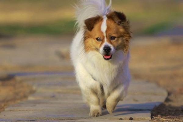 蝴蝶犬为什么养的人少 蝴蝶犬为什么那么凶