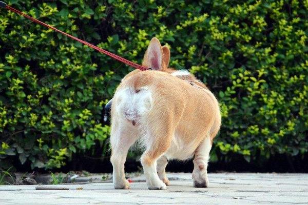 怎么看柯基犬纯不纯种 柯基犬什么颜色最好