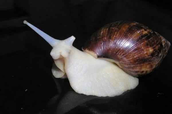 白玉蜗牛有毒吗 白玉蜗牛能长多大