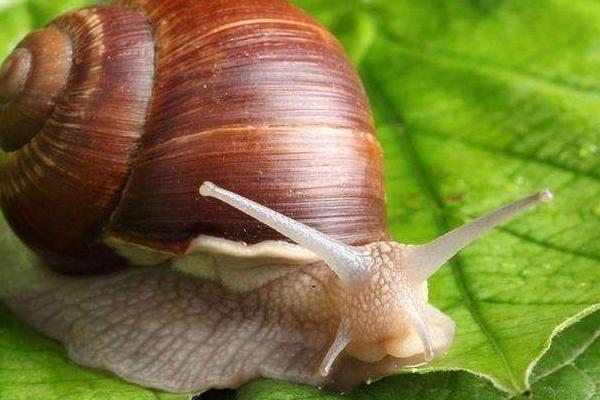白玉蜗牛有毒吗 白玉蜗牛能长多大