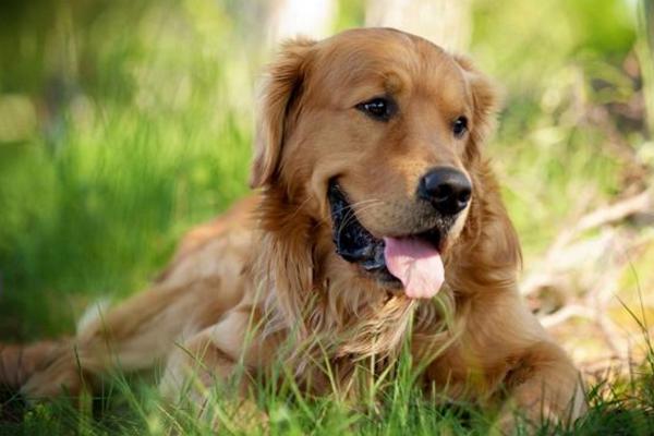 狗狗巴贝斯虫病能活几天 巴贝斯虫病怎么治疗