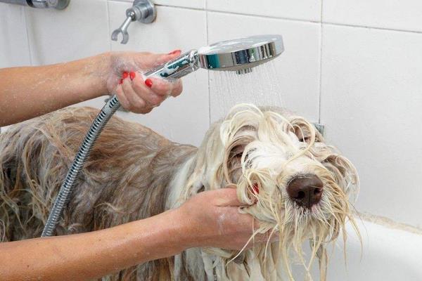 狗狗发情怎么解决 狗狗发情可以洗澡吗