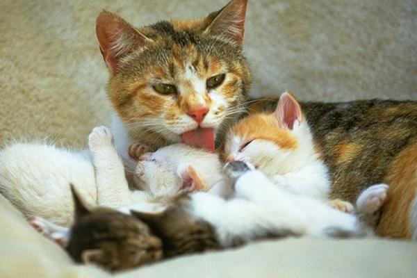 猫生小猫为什么不能看 母猫为什么吃小猫