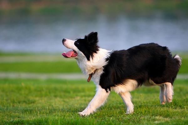 边牧立耳好还是折耳好 如何挑选边牧幼犬