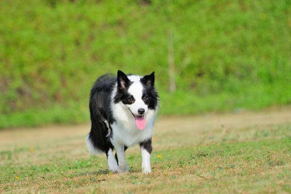 边牧立耳好还是折耳好 如何挑选边牧幼犬