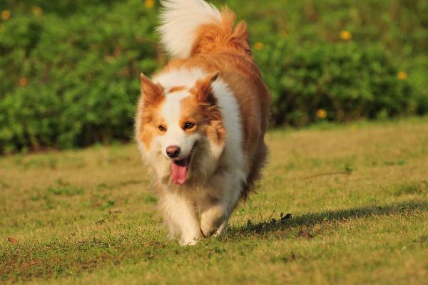 边牧立耳好还是折耳好 如何挑选边牧幼犬