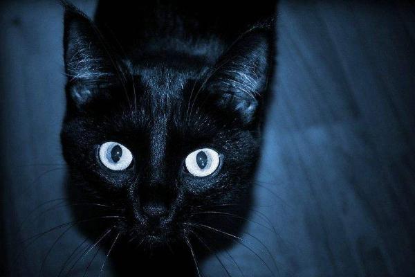 家里为什么不能养黑猫 黑猫辟邪还是招邪