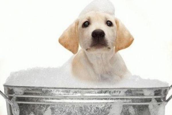 狗狗洗澡多久一次 狗狗洗澡可以用人的沐浴露吗