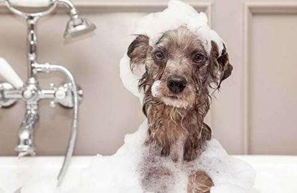 狗狗洗澡多久一次 狗狗洗澡可以用人的沐浴露吗
