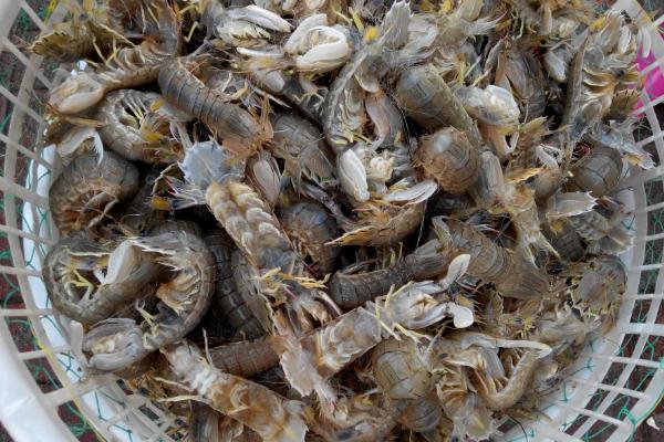 皮皮虾怎么处理虾线 皮皮虾怎么保存
