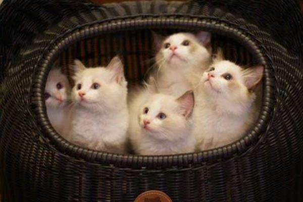 布偶猫幼崽怎么看品相 布偶猫是什么猫杂交的