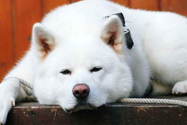 柴犬和秋田犬的区别是什么 柴犬和秋田犬哪个贵