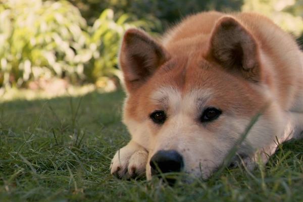 柴犬和秋田犬的区别是什么 柴犬和秋田犬哪个贵