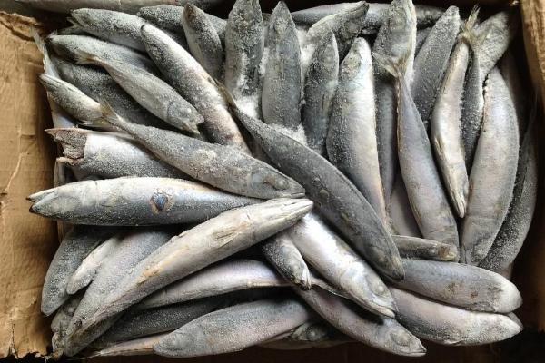 海青鱼怎么做好吃 海青鱼为什么便宜