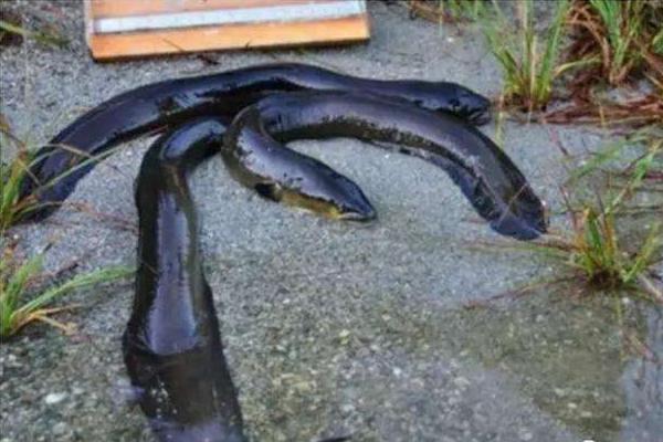 电鳗鱼为什么有电 电鳗鱼能电死人吗