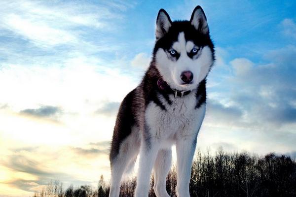 阿拉斯加犬和哈士奇的区别是什么 阿拉斯加雪橇犬怎么防止乱叫