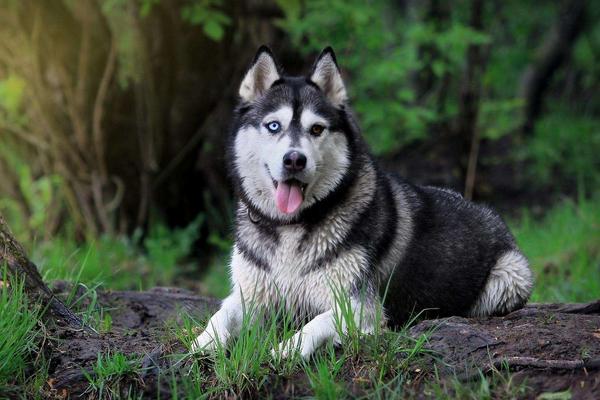 阿拉斯加犬和哈士奇的区别是什么 阿拉斯加雪橇犬怎么防止乱叫