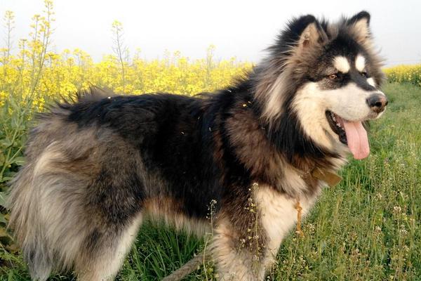 阿拉斯加犬和哈士奇的区别是什么 阿拉斯加雪橇犬怎么防止乱叫