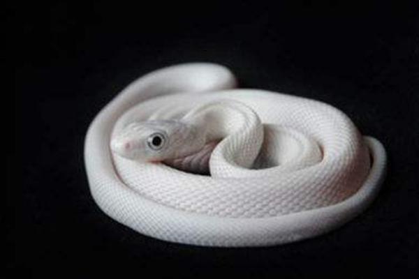 白色的蛇是什么蛇 白蛇真的存在吗