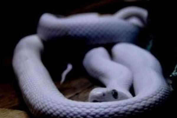 白色的蛇是什么蛇 白蛇真的存在吗