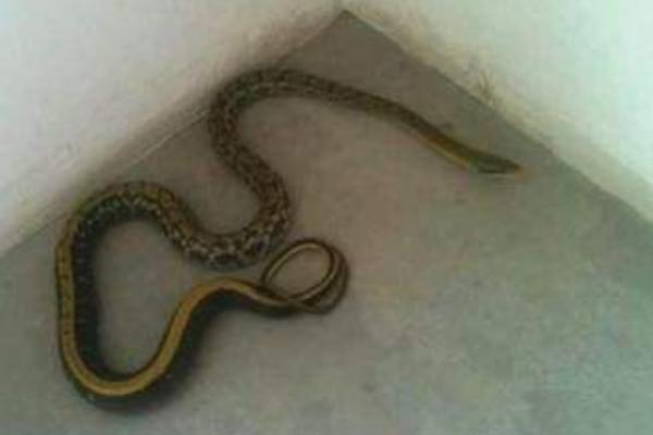 家中有蛇好不好 家中进来了蛇怎么处理