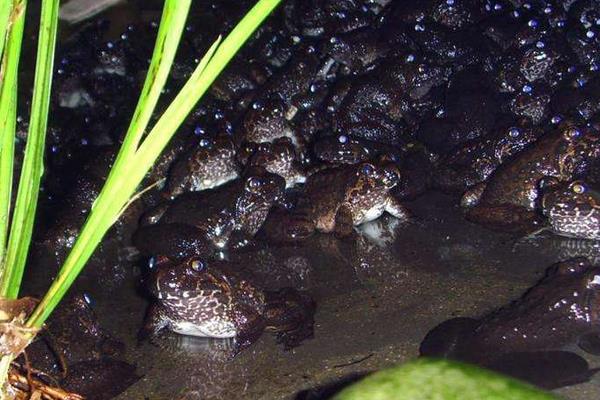 养石蛙家有没有补贴 养石蛙赚钱吗 石蛙养殖前景如何
