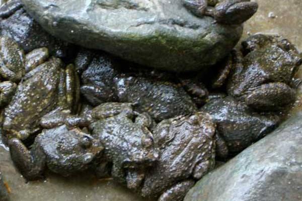 养石蛙家有没有补贴 养石蛙赚钱吗 石蛙养殖前景如何