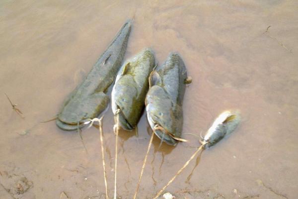 怎么钓鲶鱼 钓鲶鱼用什么饵最好