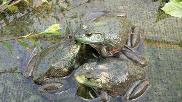 牛蛙吃什么 一只牛蛙多重