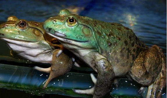 牛蛙吃什么 一只牛蛙多重