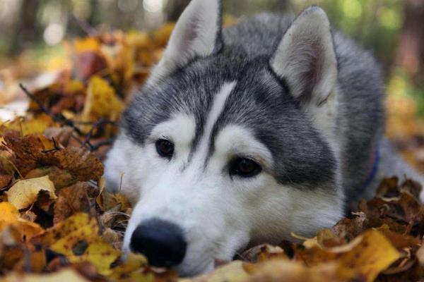 阿拉斯加犬适合家养吗 阿拉斯加犬有几个品种