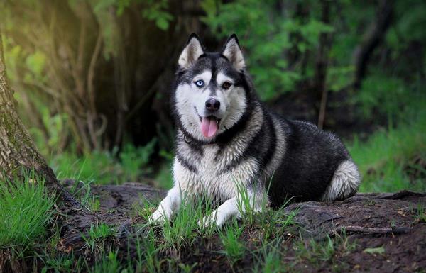 阿拉斯加犬能吃米饭吗 阿拉斯加犬如何喂养