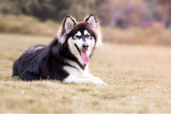 阿拉斯加犬聪明吗 阿拉斯加犬智商排第几