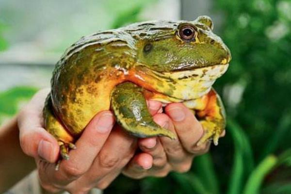 非洲牛蛙可以吃吗 非洲牛蛙有毒吗