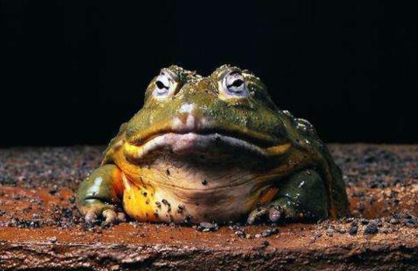 非洲牛蛙可以吃吗 非洲牛蛙有毒吗