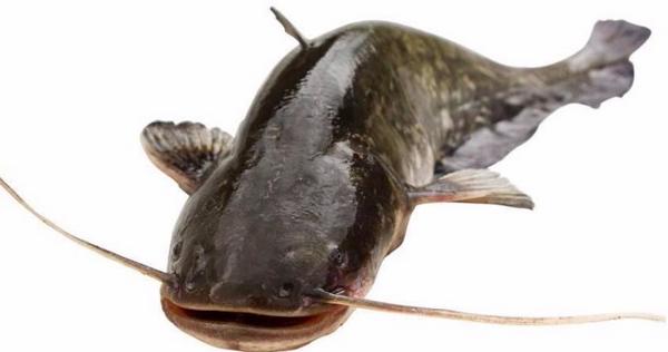 梭边鱼、胡子鱼、鲶鱼、黑鱼、塘角鱼、钳鱼的区别分别是什么 鲶鱼的营养