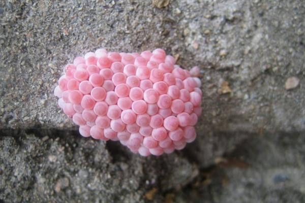 福寿螺的卵有毒吗 福寿螺的红色卵可以用手摸吗