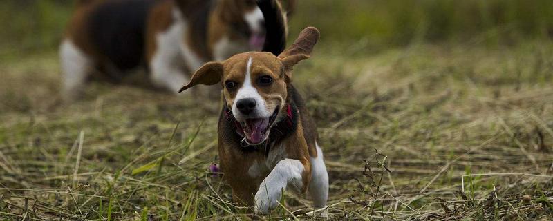 比格犬和金毛哪个好 比格犬和金毛的区别是什么