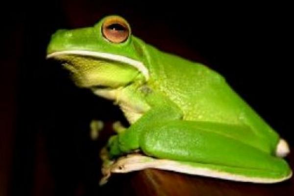 全身绿色的青蛙有毒吗 绿色大嘴唇青蛙叫什么
