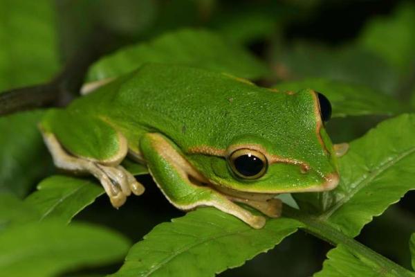 全身绿色的青蛙有毒吗 绿色大嘴唇青蛙叫什么