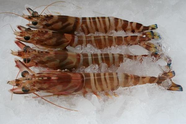 鲜虾怎么保存 新鲜虾怎么做好吃