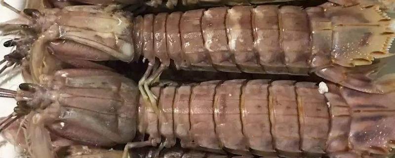 皮皮虾是不是虾 皮皮虾怎么分公母