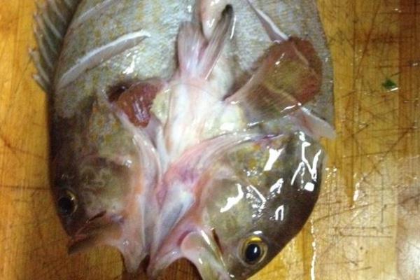 石斑鱼好吃吗 石斑鱼怎么杀 石斑鱼刺多吗