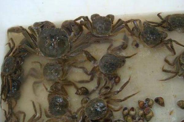 小河蟹怎么处理干净 河蟹怎么清洗