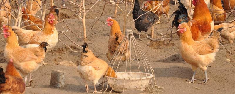 土鸡和饲料鸡的区别是什么 土鸡和饲料鸡分别是怎么养殖